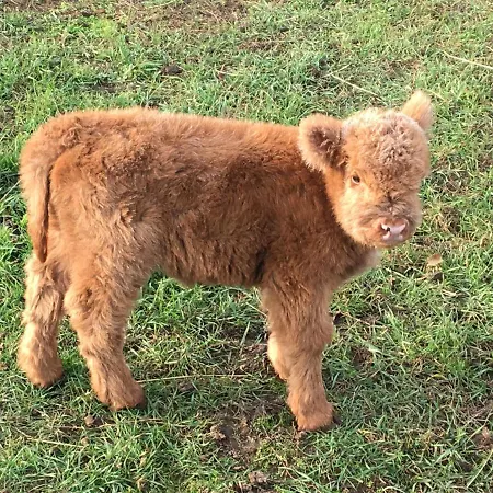 Auf Dem Bauernhof 公寓 *