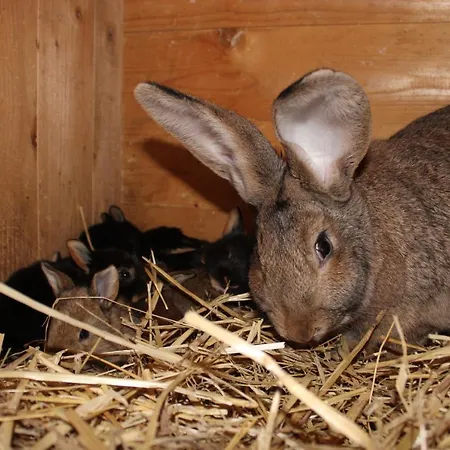 Auf Dem Bauernhof * 科特布斯
