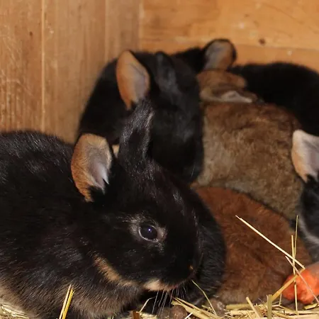 アパート Auf Dem Bauernhof