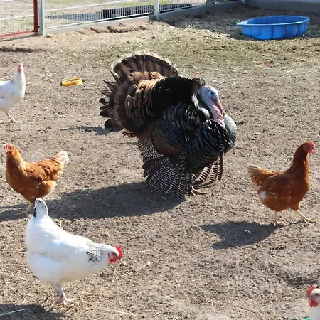 Auf Dem Bauernhof 公寓 *