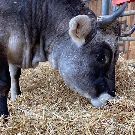 Auf Dem Bauernhof アパート