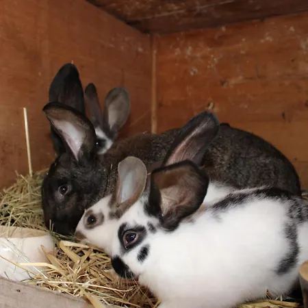 Auf Dem Bauernhof アパート コットブス