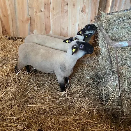 アパート Auf Dem Bauernhof コットブス