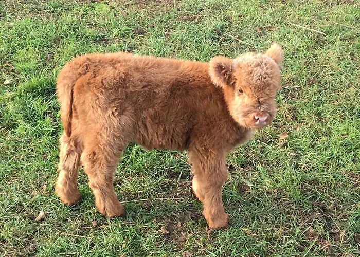 Auf Dem Bauernhof Apartamento *