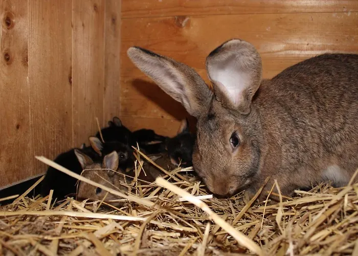 Auf Dem Bauernhof * Cottbus