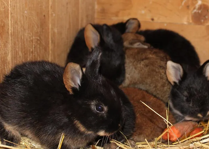 Apartamento Auf Dem Bauernhof