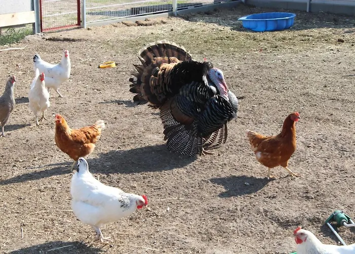 Auf Dem Bauernhof דירה *