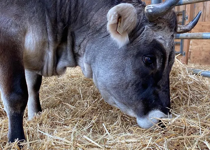 Auf Dem Bauernhof Apartman