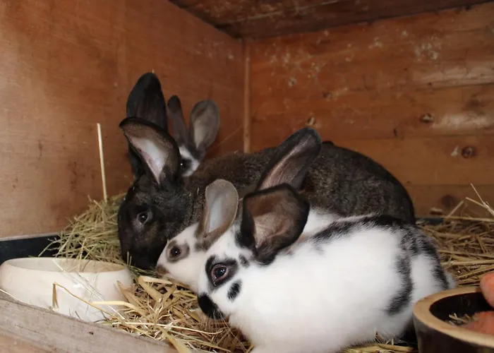 Auf Dem Bauernhof דירה קוטבוס