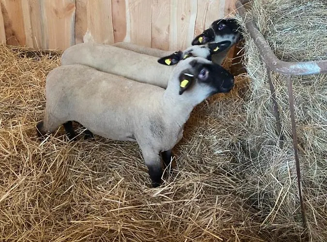 דירה Auf Dem Bauernhof קוטבוס