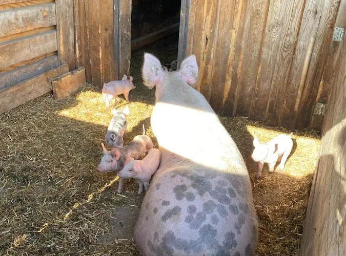 דירה Auf Dem Bauernhof